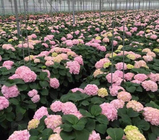 友和道通助力云南“鮮花”出口至中東迪拜(圖2)